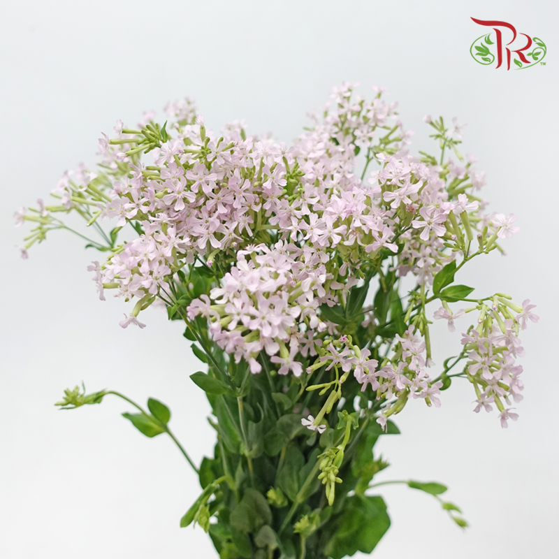 Saponaria - Lilac (Per Bunch)-Lilac-China-prflorist.com.my