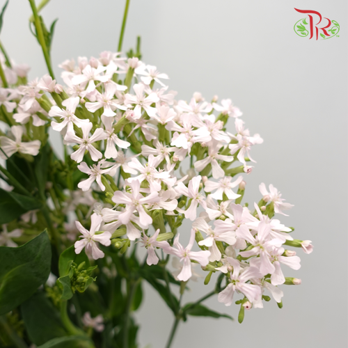 Saponaria - Pink (Per Bunch)-Pink-China-prflorist.com.my