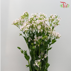 Saponaria - Pink (Per Bunch)-Pink-China-prflorist.com.my