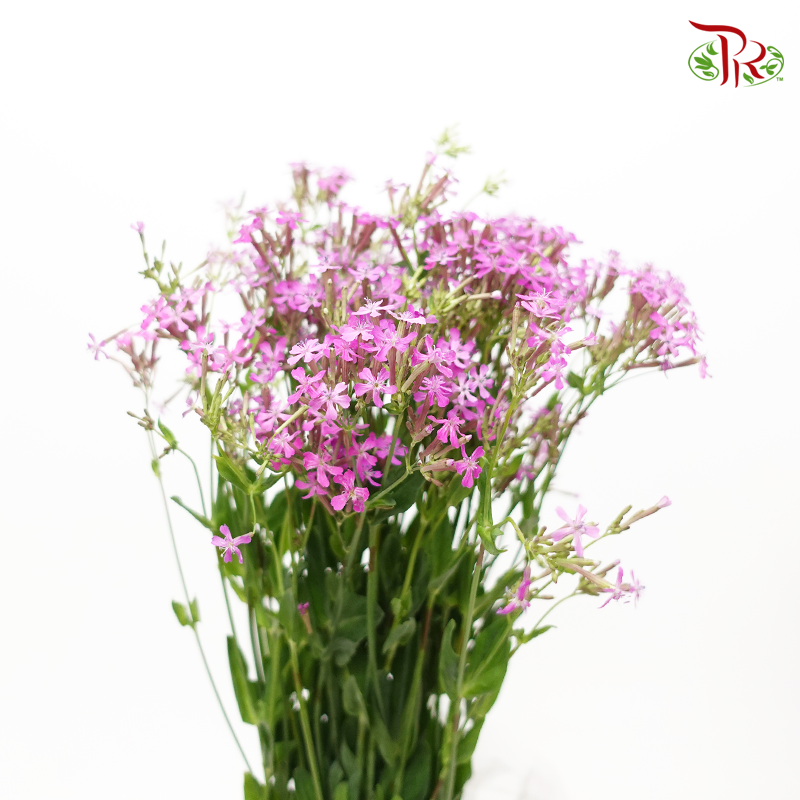 Saponaria - Purple (Per Bunch)-Purple-China-prflorist.com.my