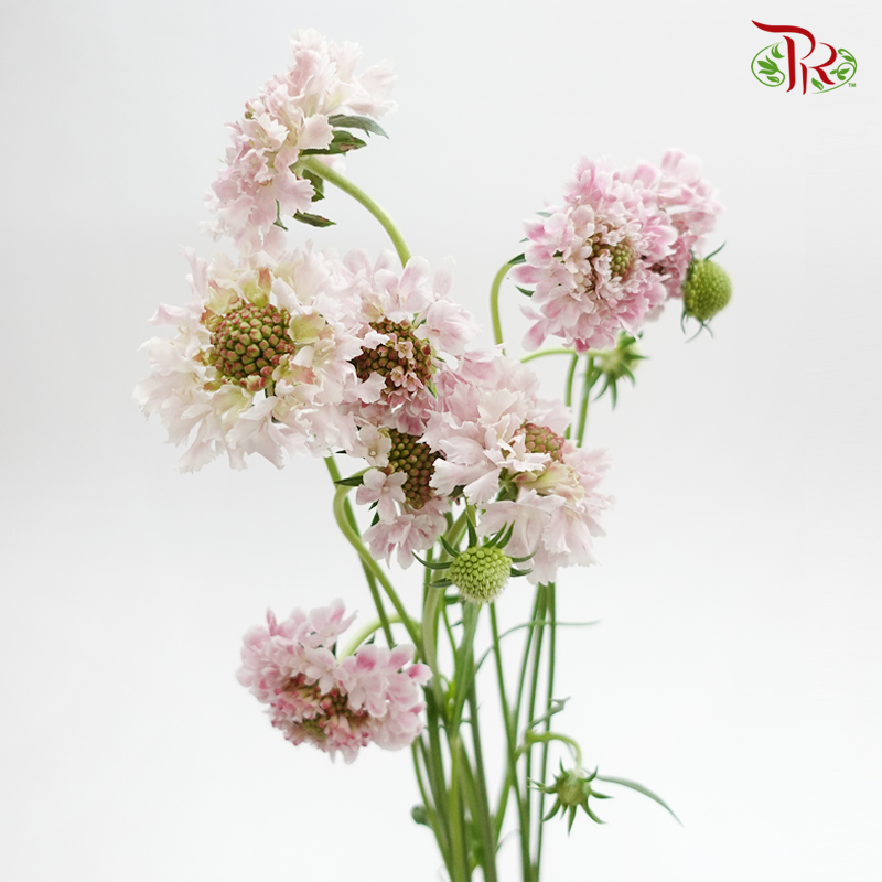Scabiosa - Furi Furi Sakura (5 Stems) - Pudu Ria Florist