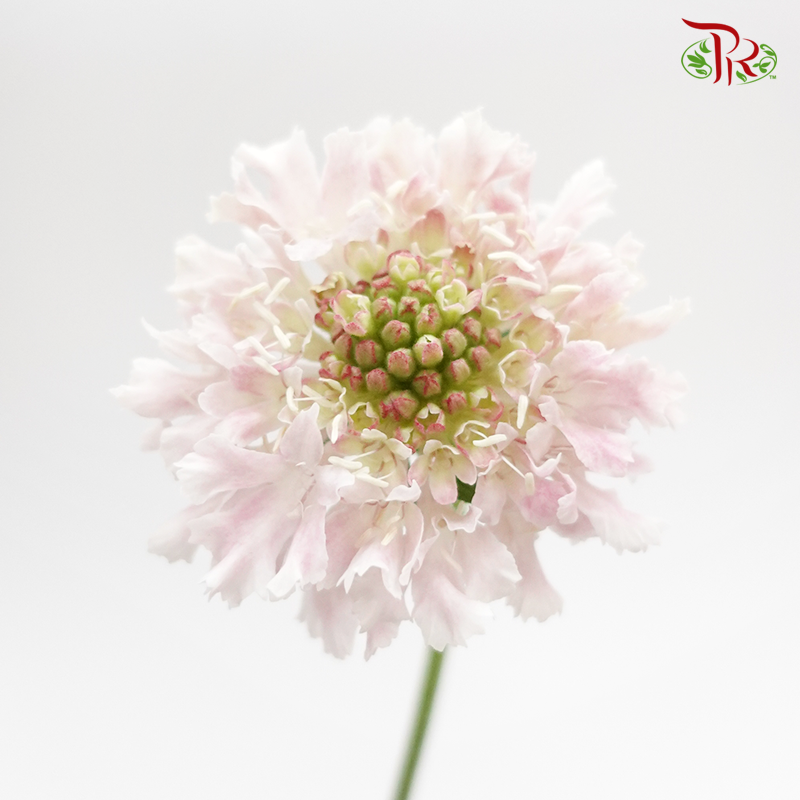 Scabiosa - Furi Furi Sakura (5 Stems) - Pudu Ria Florist