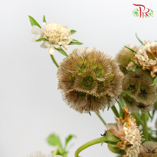 Scabiosa Brown (Feng Che) - (10 Stems)-Brown-China-prflorist.com.my