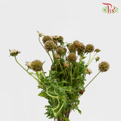 Scabiosa Brown (Feng Che) - (10 Stems)-Brown-China-prflorist.com.my