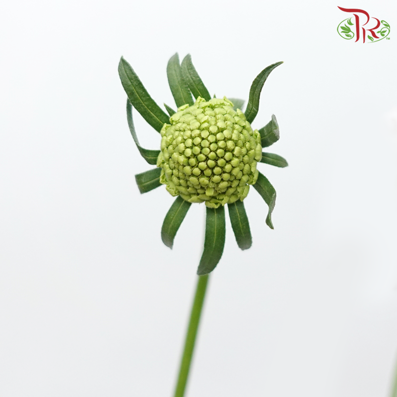 Scabiosa Colour - Blush Pink (9-10 Stems)-Blush Pink-Kenya-prflorist.com.my