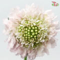 Scabiosa Colour - Blush Pink (Per Bunch)-Blush Pink-China-prflorist.com.my