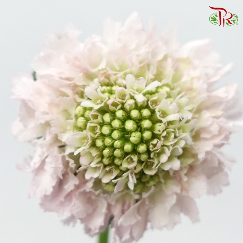 Scabiosa Colour - Blush Pink (Per Bunch)-Blush Pink-China-prflorist.com.my