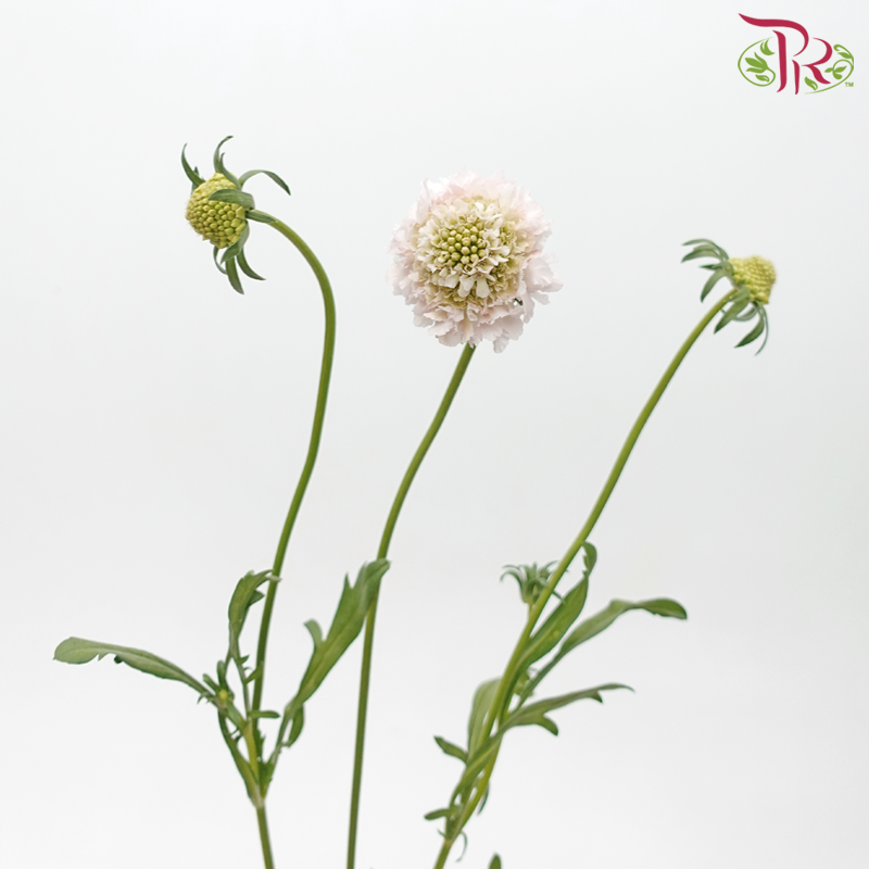 Scabiosa Colour - Blush Pink (Per Bunch)-Blush Pink-China-prflorist.com.my