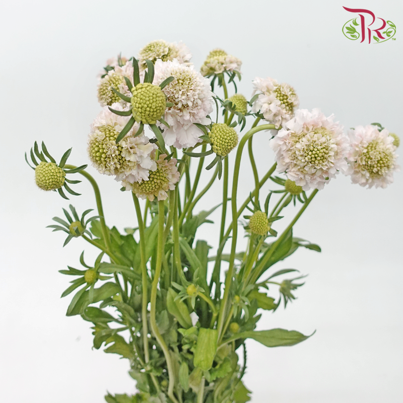 Scabiosa Colour - Blush Pink (Per Bunch)-Blush Pink-China-prflorist.com.my