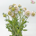 Scabiosa Colour - Blush Pink (Per Bunch)-Blush Pink-China-prflorist.com.my