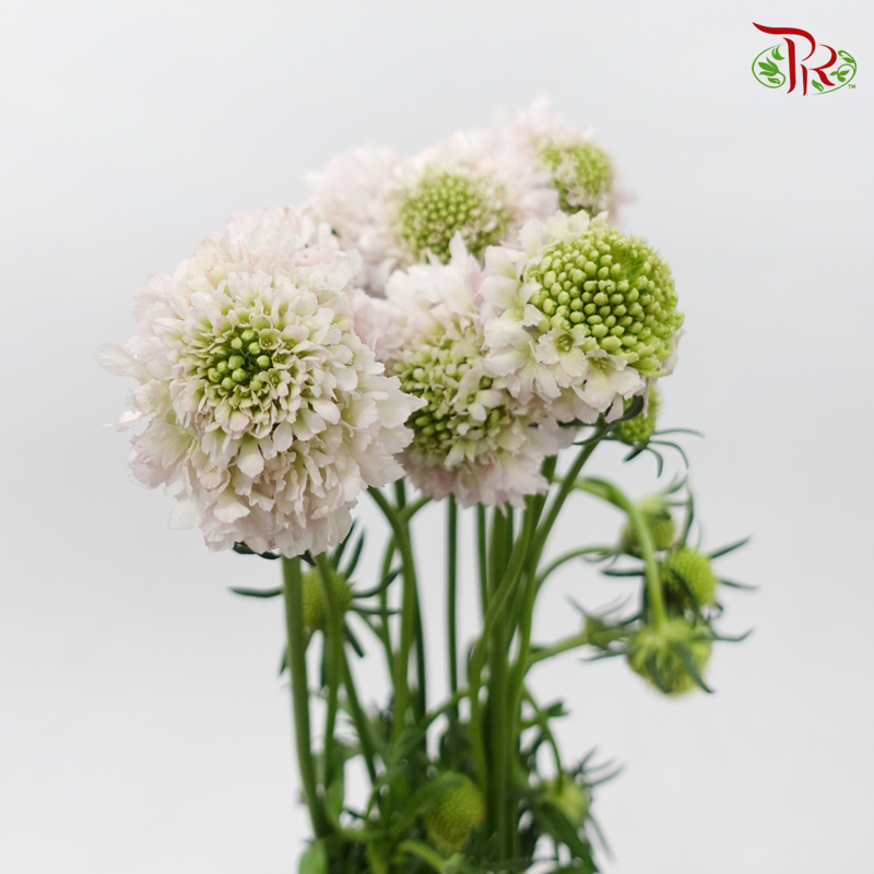 Scabiosa Colour - Blush Pink (Per Bunch)-Blush Pink-China-prflorist.com.my