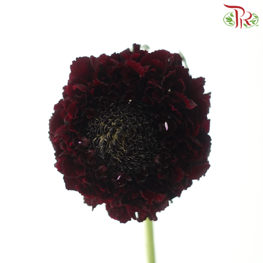 Scabiosa Colour - Dark Maroon (9-10 Stems)-Red-Kenya-prflorist.com.my
