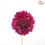 Scabiosa Colour - Dark Pink (9-10 Stems)-Dark Pink-Kenya-prflorist.com.my