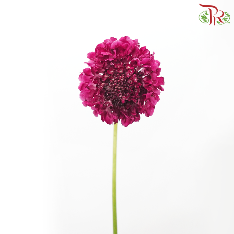Scabiosa Colour - Dark Pink (9-10 Stems)-Dark Pink-Kenya-prflorist.com.my