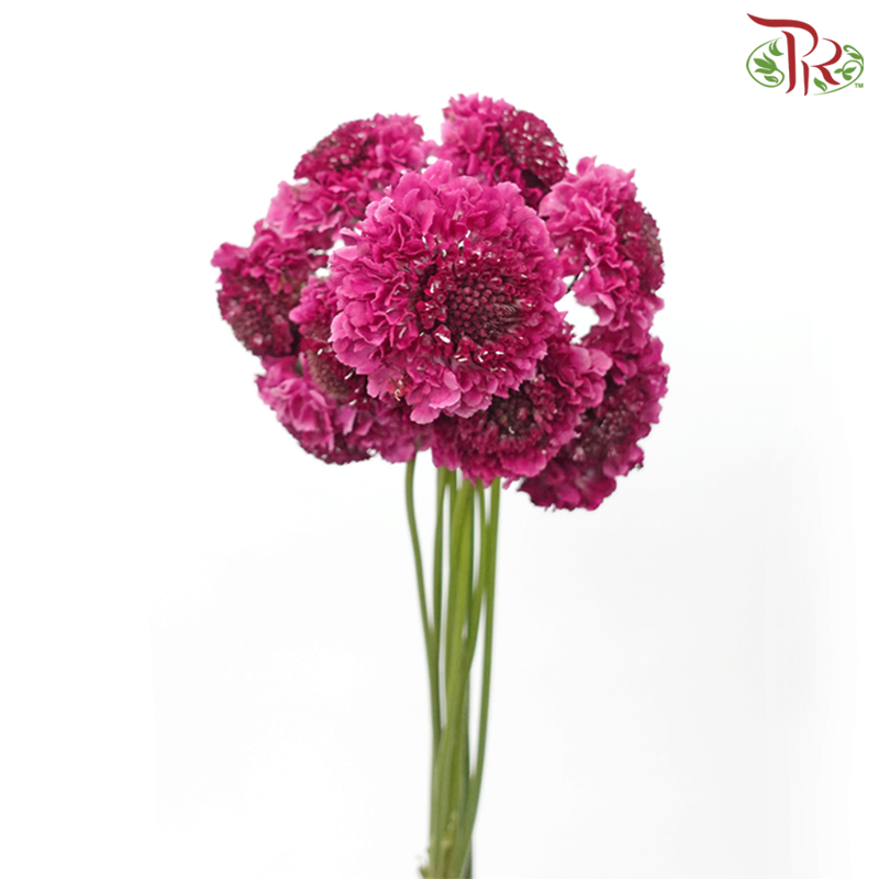 Scabiosa Colour - Dark Pink (9-10 Stems)-Dark Pink-Kenya-prflorist.com.my