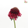 Scabiosa Colour - Dark Pink Tone (Per Bunch)-Pink-China-prflorist.com.my