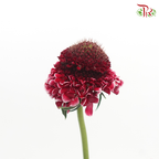 Scabiosa Colour - Dark Pink Tone (Per Bunch)-Pink-China-prflorist.com.my