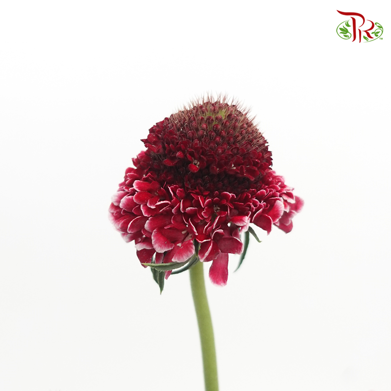 Scabiosa Colour - Dark Pink Tone (Per Bunch)-Pink-China-prflorist.com.my