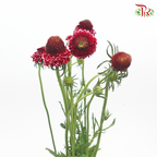 Scabiosa Colour - Dark Pink Tone (Per Bunch)-Pink-China-prflorist.com.my