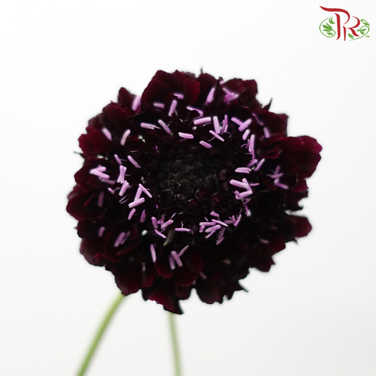 Scabiosa Colour - Dark Purple (Per Bunch)-Dark Purple-China-prflorist.com.my