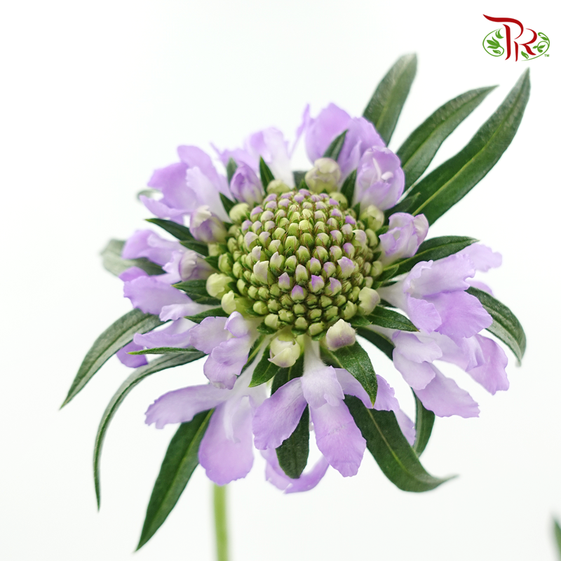 Scabiosa Colour - Light Purple (Per Bunch)-Purple-China-prflorist.com.my
