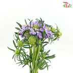 Scabiosa Colour - Light Purple (Per Bunch)-Purple-China-prflorist.com.my