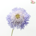 Scabiosa Colour - Lilac Blush (Per Bunch)-Lilac Blush-China-prflorist.com.my