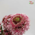 Scabiosa Colour - Pink (Per Bunch)-Pink-China-prflorist.com.my