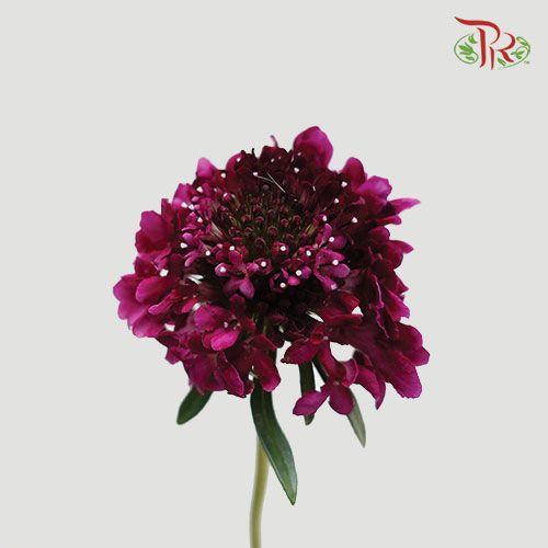 Scabiosa Colour - Purple (Per Bunch)-Dark Magenta-China-prflorist.com.my