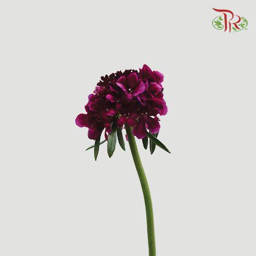 Scabiosa Colour - Purple (Per Bunch)-Dark Magenta-China-prflorist.com.my