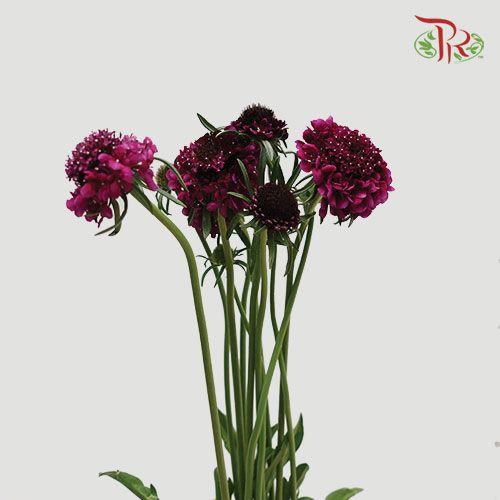 Scabiosa Colour - Purple (Per Bunch)-Dark Magenta-China-prflorist.com.my