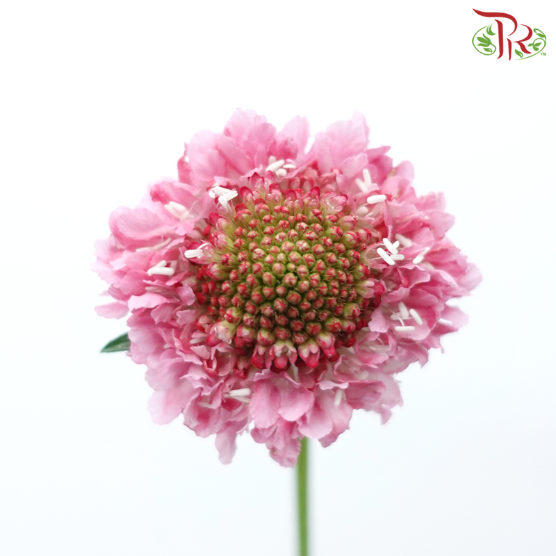 Scabiosa Colour - Taffy Pink Tone (Per Bunch)-Pink-China-prflorist.com.my