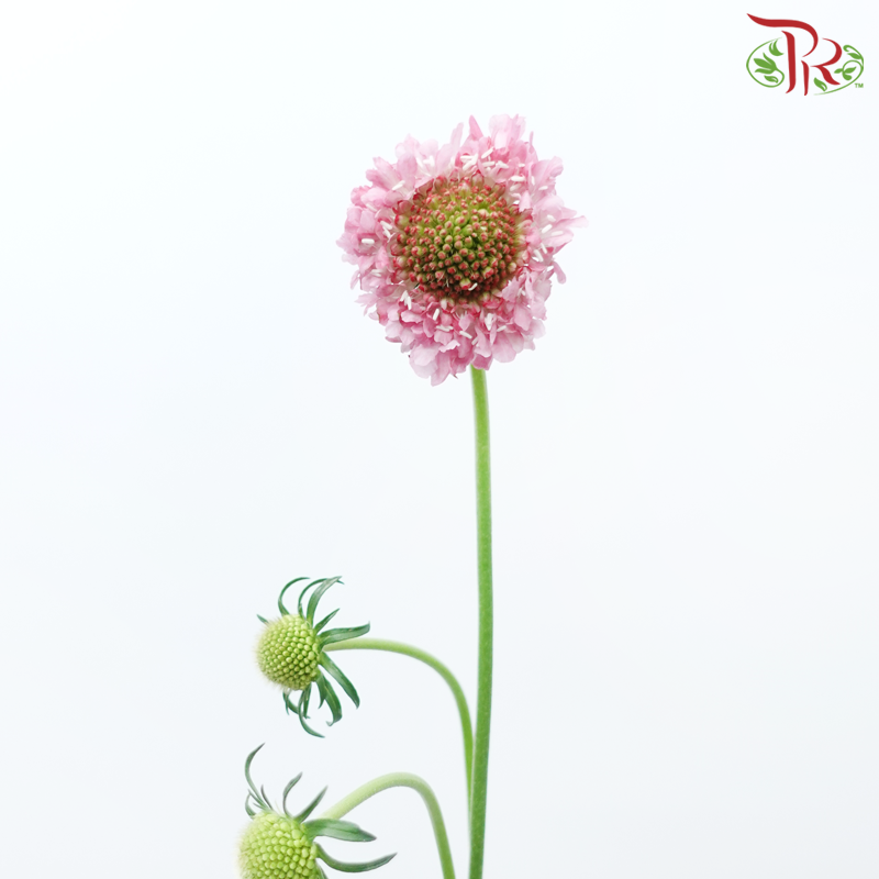 Scabiosa Colour - Taffy Pink Tone (Per Bunch)-Pink-China-prflorist.com.my