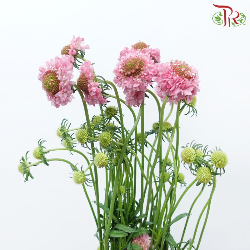 Scabiosa Colour - Taffy Pink Tone (Per Bunch)-Pink-China-prflorist.com.my