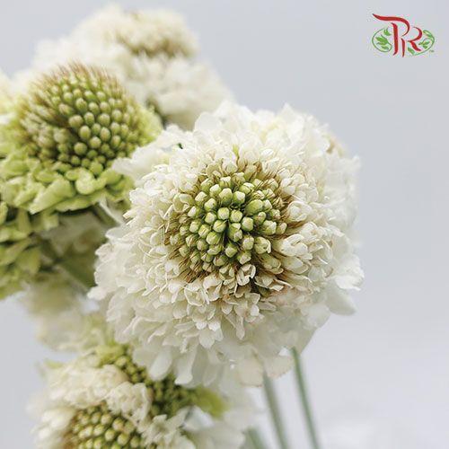 Scabiosa Colour - White (Per Bunch)-White-China-prflorist.com.my