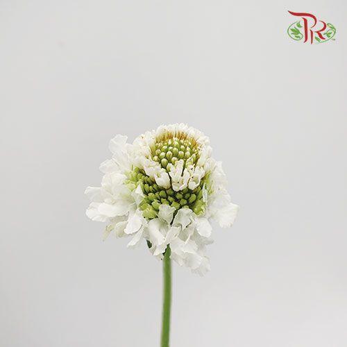 Scabiosa Colour - White (Per Bunch)-White-China-prflorist.com.my