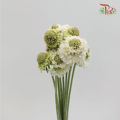 Scabiosa Colour - White (Per Bunch)-White-China-prflorist.com.my