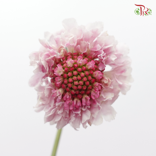 Scabiosa Colour - White & Pink (Per Bunch)-White & Pink-China-prflorist.com.my