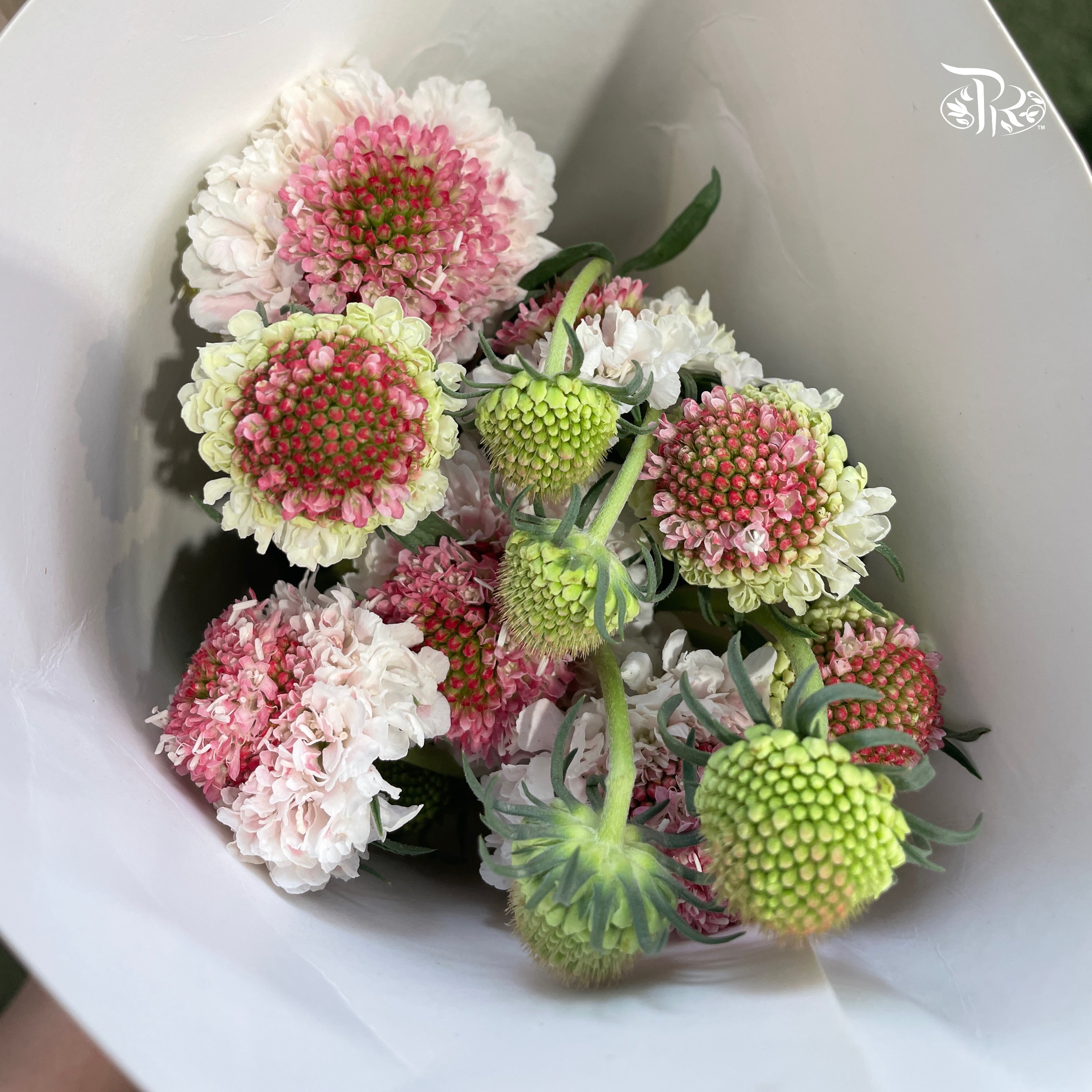 Scabiosa Colour - White & Pink (Per Bunch)-White & Pink-China-prflorist.com.my