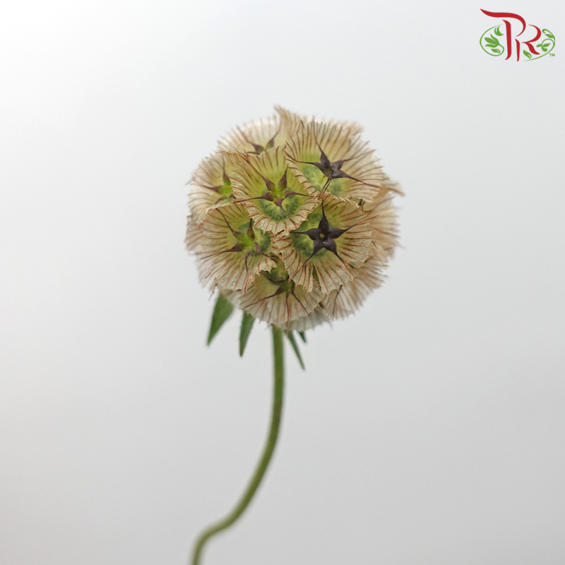 Scabiosa - Light Brown (Per Bunch)-Light Brown-China-prflorist.com.my