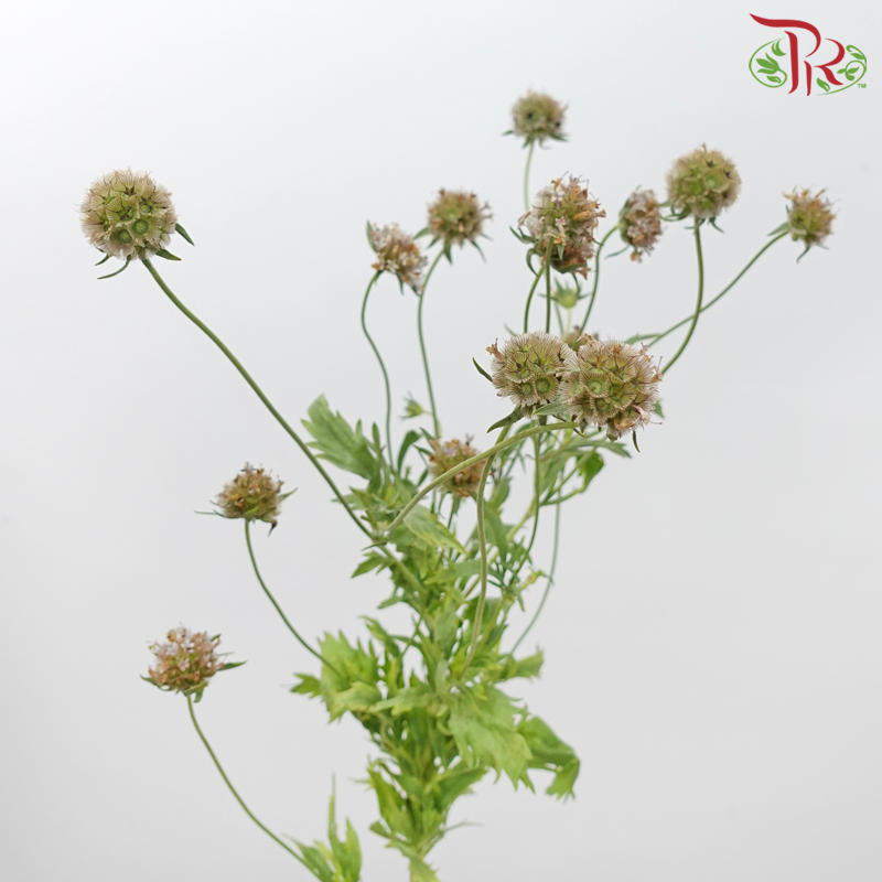 Scabiosa - Light Brown (Per Bunch)-Light Brown-China-prflorist.com.my