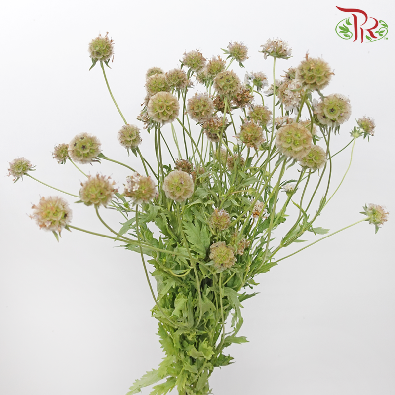 Scabiosa - Light Brown (Per Bunch)-Light Brown-China-prflorist.com.my