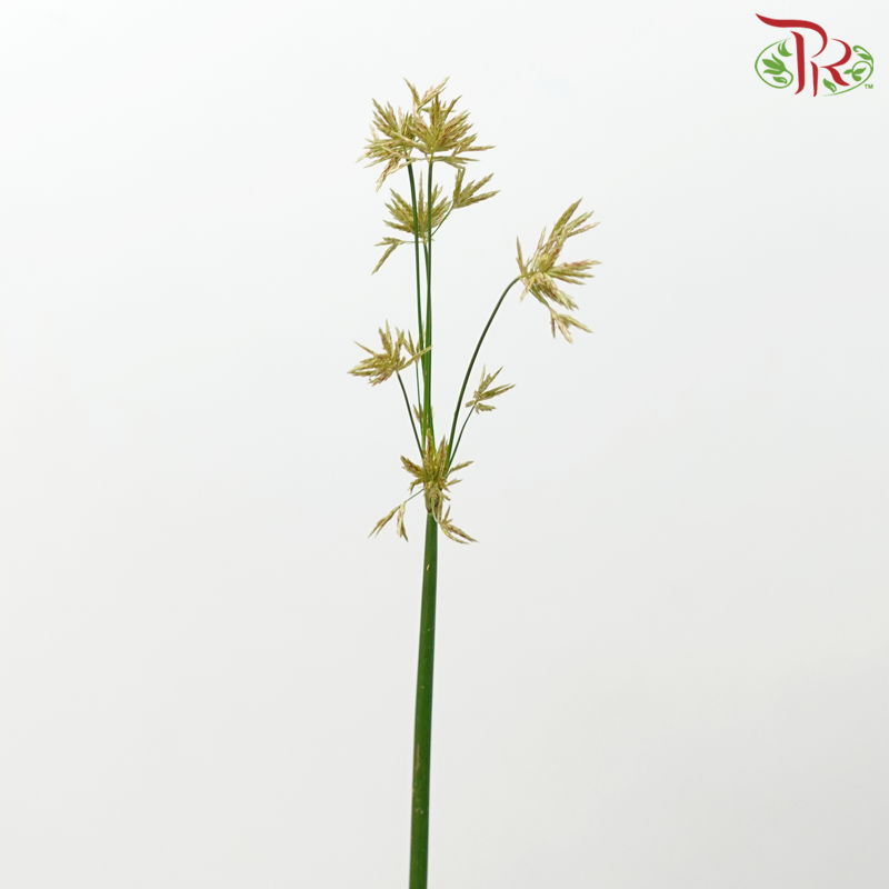 Schoenoplectus Lacustris (10 Stems)-Japan-prflorist.com.my