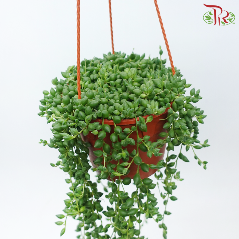 Senecio Herreianus P120《大弦月多肉》