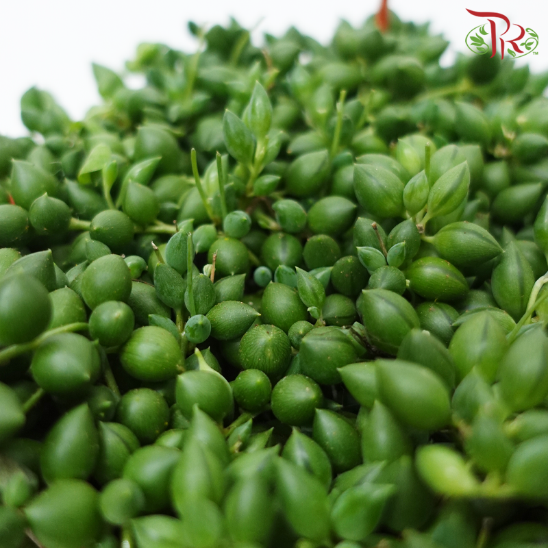 Senecio Herreianus P120《大弦月多肉》