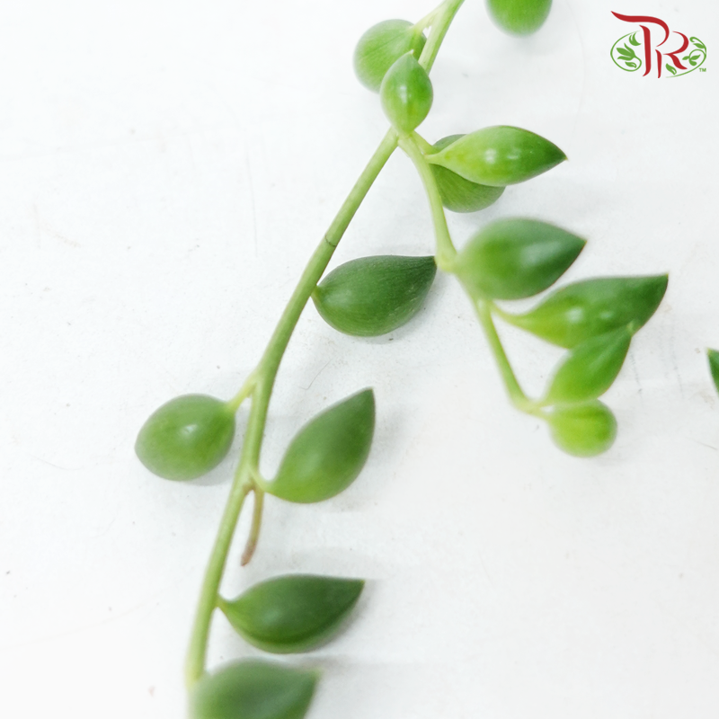 Senecio Herreianus P120《大弦月多肉》