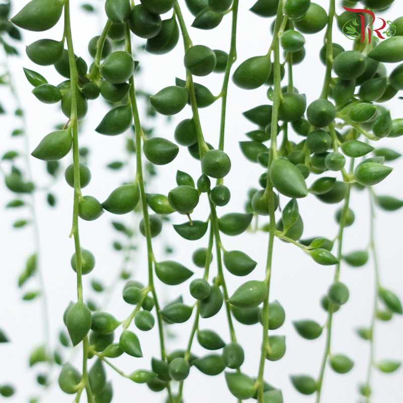 Senecio Herreianus P120《大弦月多肉》