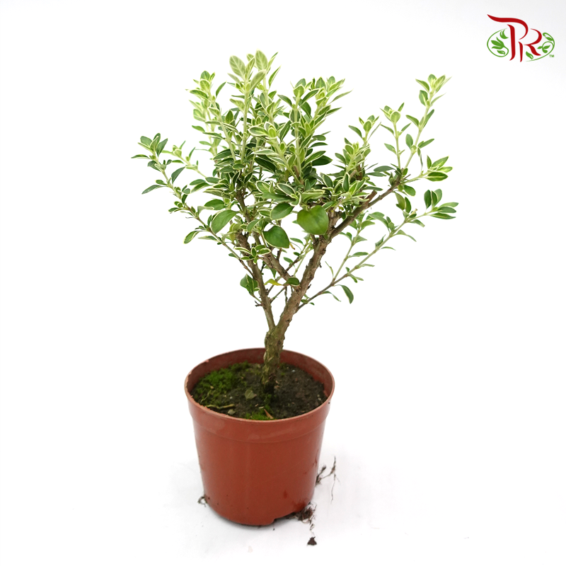 Serissa Variegated Ball 《六月雪》-Pudu Ria Florist-prflorist.com.my