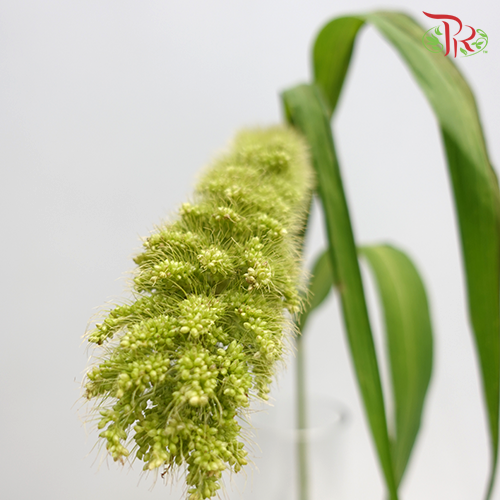 Setaria - (Per Bunch)-Green-China-prflorist.com.my