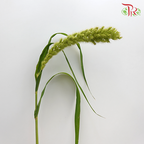 Setaria - (Per Bunch)-Green-China-prflorist.com.my